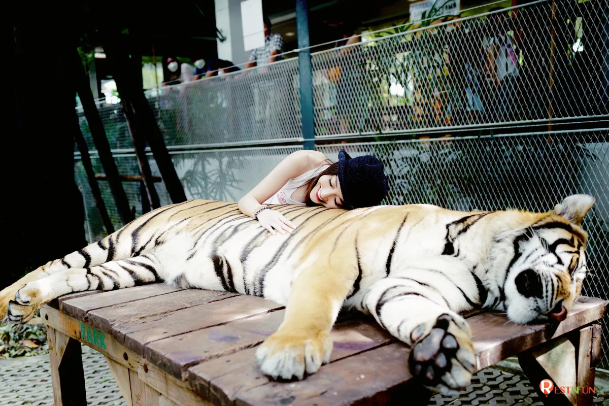 คุณจะได้ถ่ายภาพสวยๆกับเสือที่ Tiger Park Pattaya